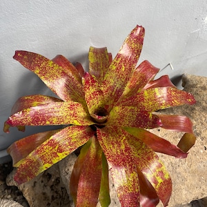 Bromeliad Neoregelia 'Fruity Pebbles'