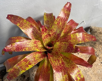Bromeliad Neoregelia 'Fruity Pebbles'