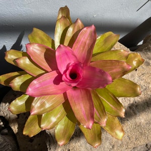 Bromeliad Neoregelia 'Pink Sensation'