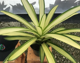 Bromeliad Neoregelia 'super Aztec' Clump of 2 - Etsy