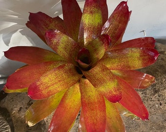 Bromeliad Neoregalia 'Red Velvet'