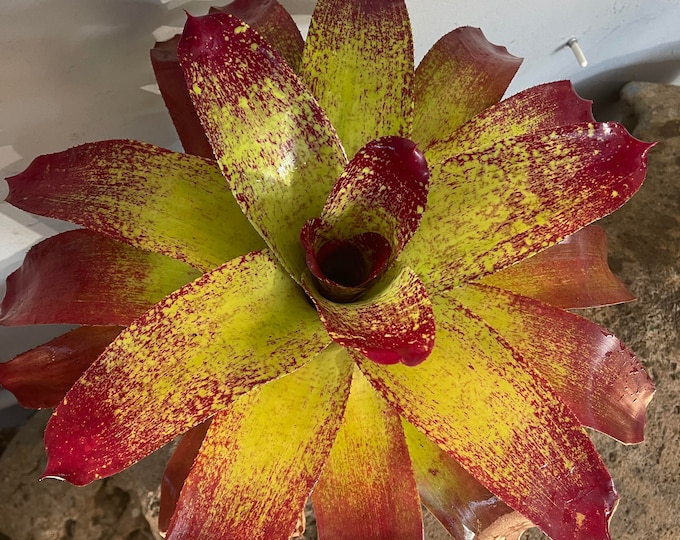 Bromeliad Neoregelia 'Red Rain'