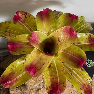 (期間限定)Billbergia sanderiana Billbergia Sanderiana Cutting - Etsy