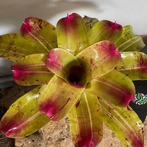 Bromeliad Neoregelia 'Johannis DeRolf' - Full Sun Multicolor!