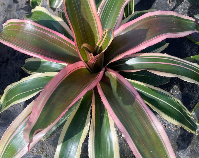 Bromeliad Neoregelia ‘Ying’