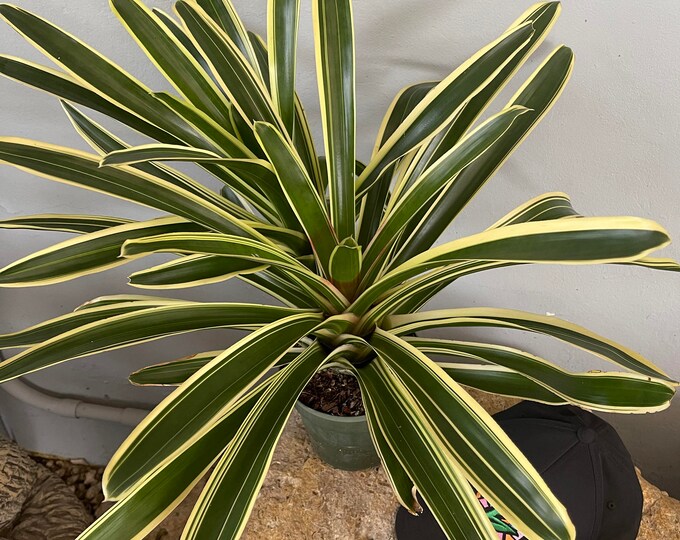 Bromeliad Neoregelia 'Sheba'