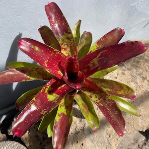 Bromeliad Neoregelia 'Gumbo'