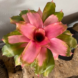 Bromeliad Neoregelia &#39;Michi&#39;