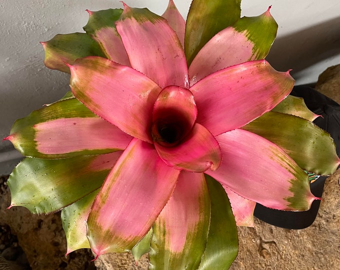 Bromeliad Neoregelia 'Michi'