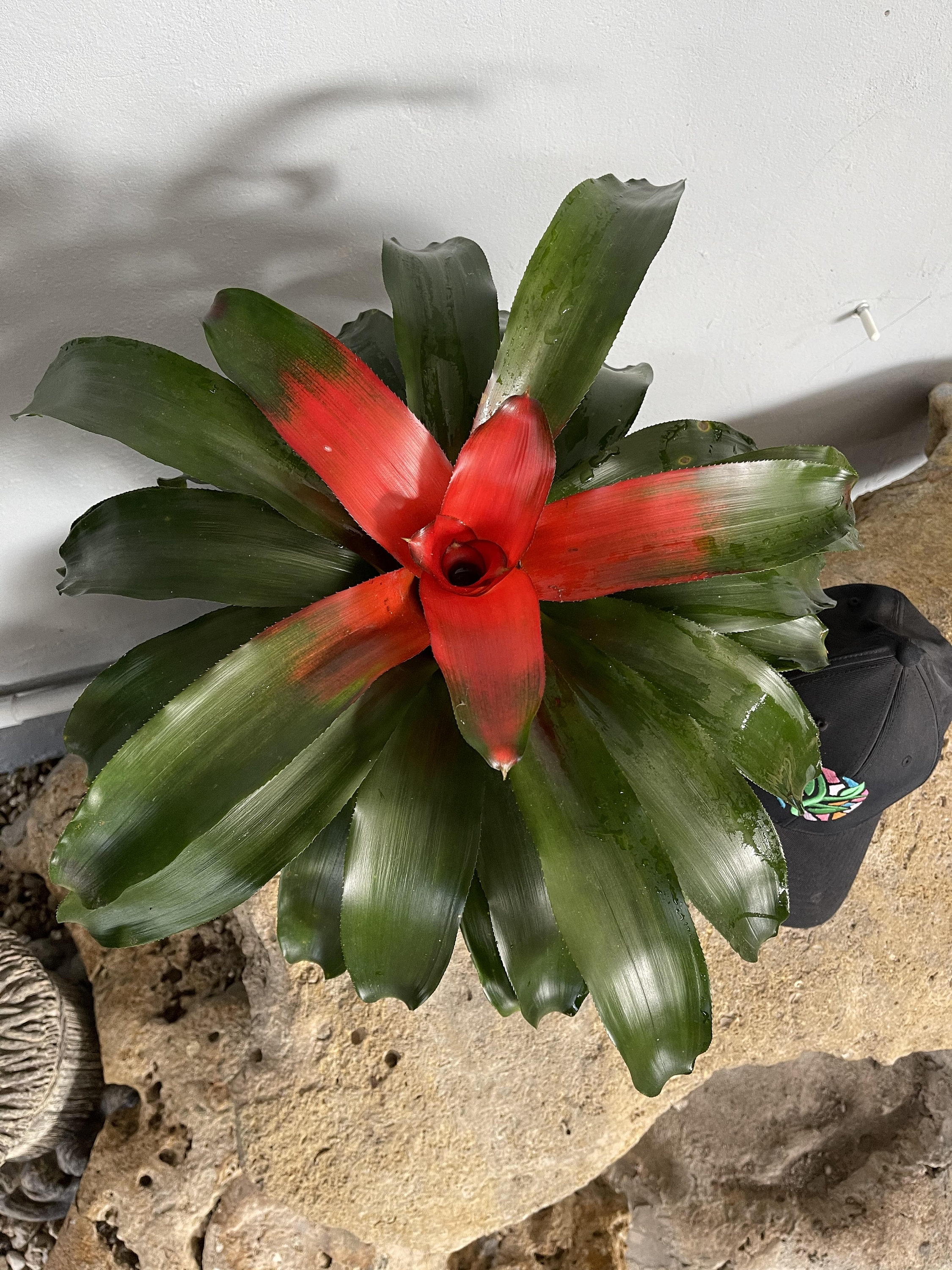 Bromeliad Neoregelia 'King's Ransom' FIRE RED Etsy