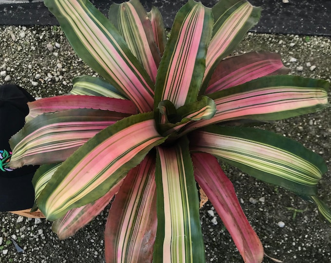 Bromeliad Neoregelia 'Yang'