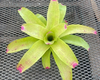 Bromeliad Neoregelia ‘Tatooine’