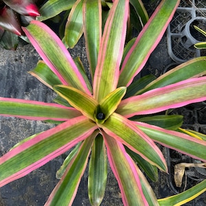 Bromeliad Aechmea 'Mend'