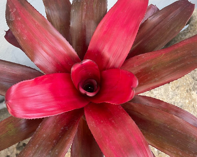 Bromeliad Neoregelia 'Magma'