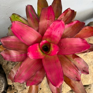 Bromeliad Neoregelia ‘Crimson’