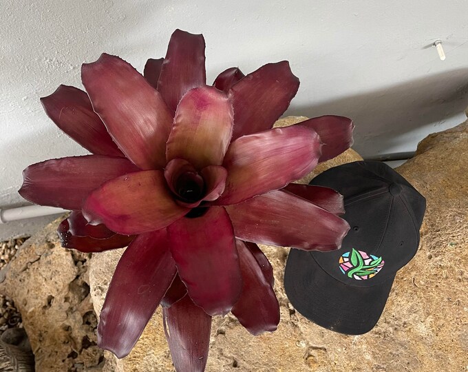 Bromeliad Neoregelia 'Purple Star'