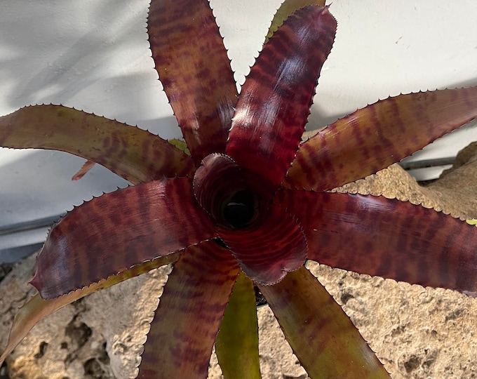 Bromeliad Neoregelia 'Red Tiger'