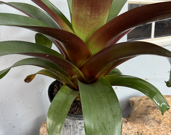 Bromeliad Alcantarea Imperialis ‘Rubra’