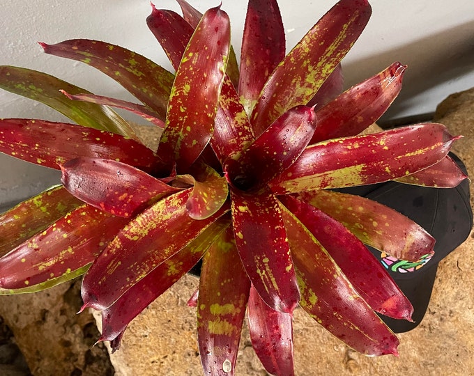 Bromeliad Neoregelia 'Gazpacho'