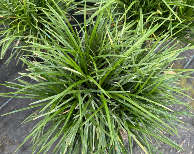 Ophiopogon japonicus ‘Regular Mondograss’
