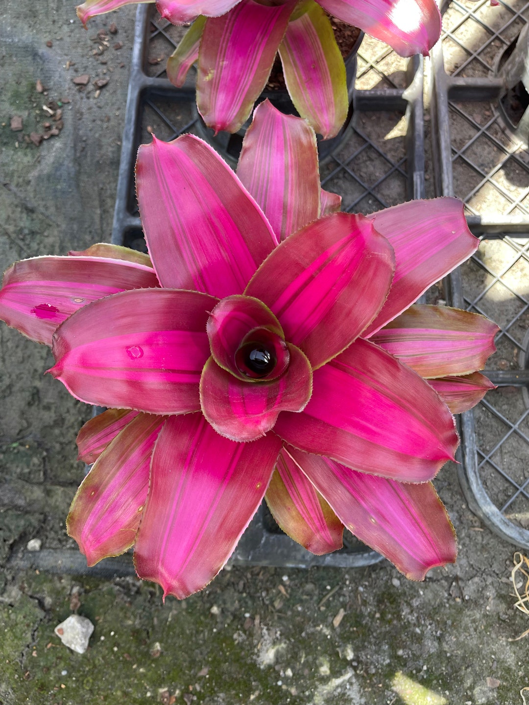 Bromeliad Neoregelia wolfgang - Etsy