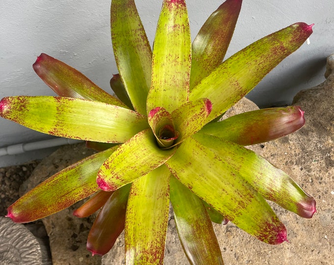 Bromeliad Neoregelia 'Rio'