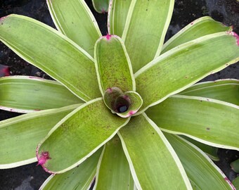 thumbnail interactive-video image 1 of Neoregelia Variegated Johannis Bromeliad – BIG Tropical Pup, Bare Root, Multicolor 1 of 2