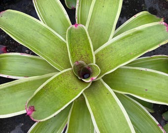 Neoregelia Variegated Johannis Bromeliad – BIG Tropical Pup, Bare Root, Multicolor