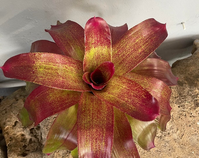 Bromeliad Neoregelia 'Jumanji'