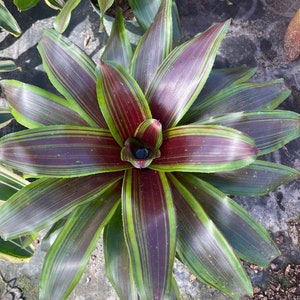 Bromeliad Neoregelia ‘Namaskar’