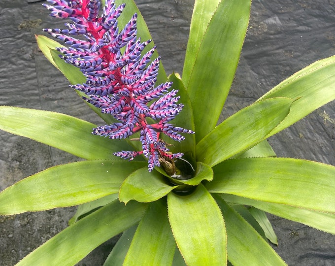 Bromeliad Aechmea ‘Del Mar’