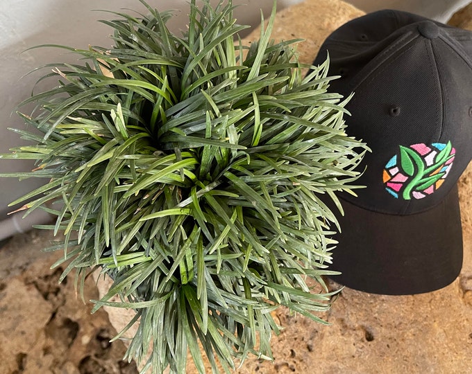 Ophiopogon japonicus 'Dwarf Mondograss'