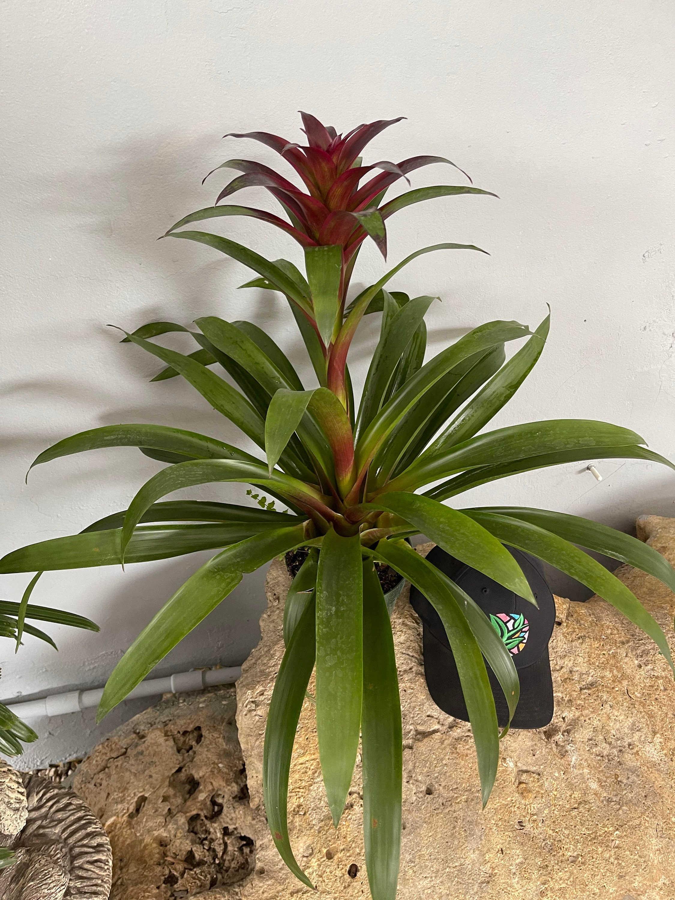 Bromeliad Guzmania 'Purple' Great Indoor Plant Etsy