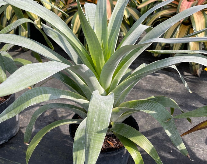 Bromeliad Alcantarea ‘Odorata’