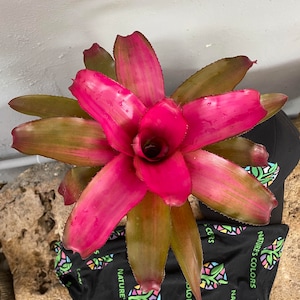 Bromeliad Neoregelia 'Lila'