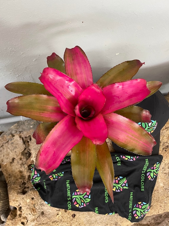 Bromeliad Neoregelia 'lila' - Etsy Ireland