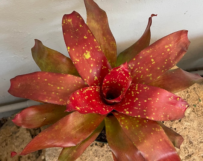Bromeliad Neoregelia 'Treasure Chest'