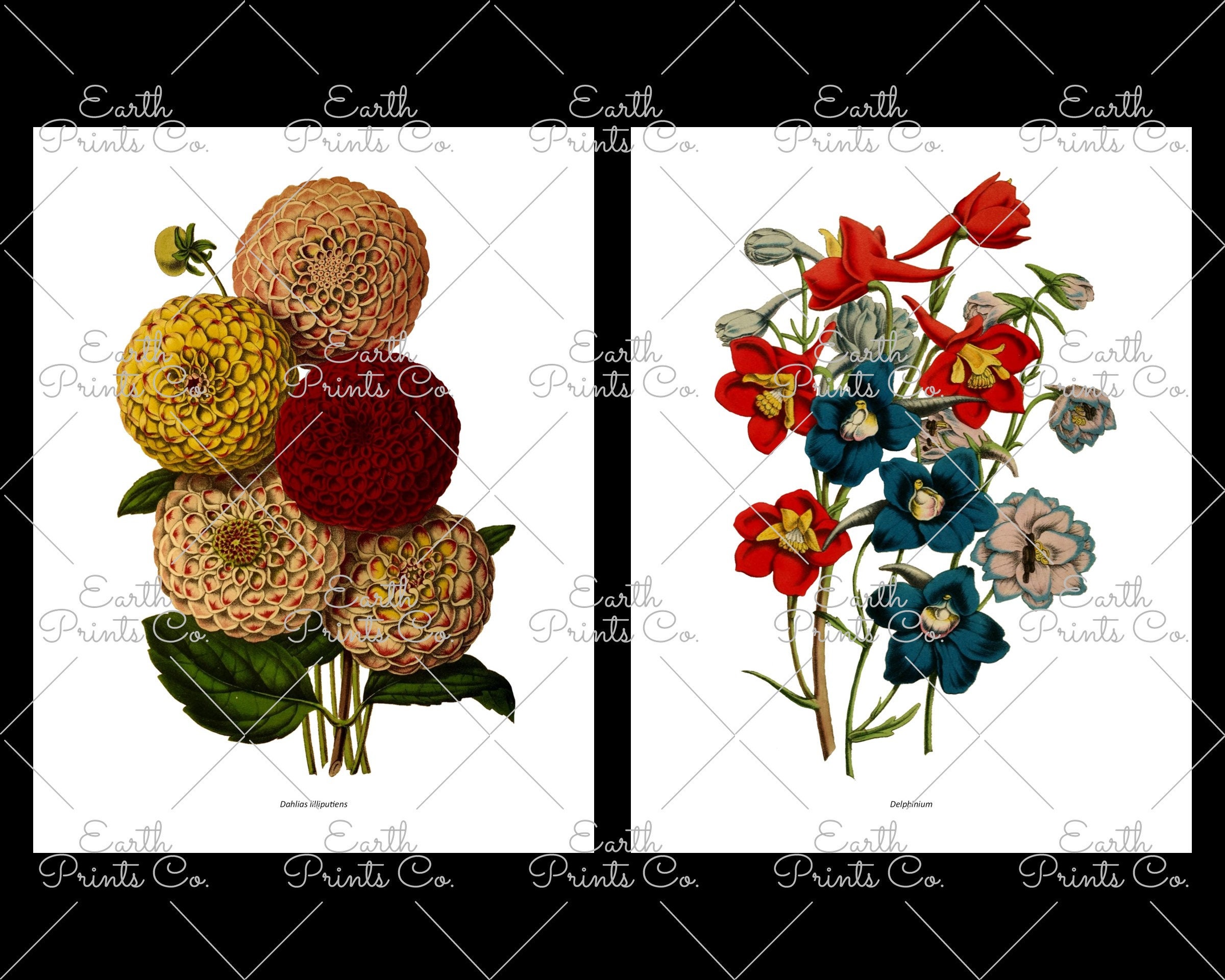 Printable Botanical Illustrations 50 illustrations in JPG | Etsy