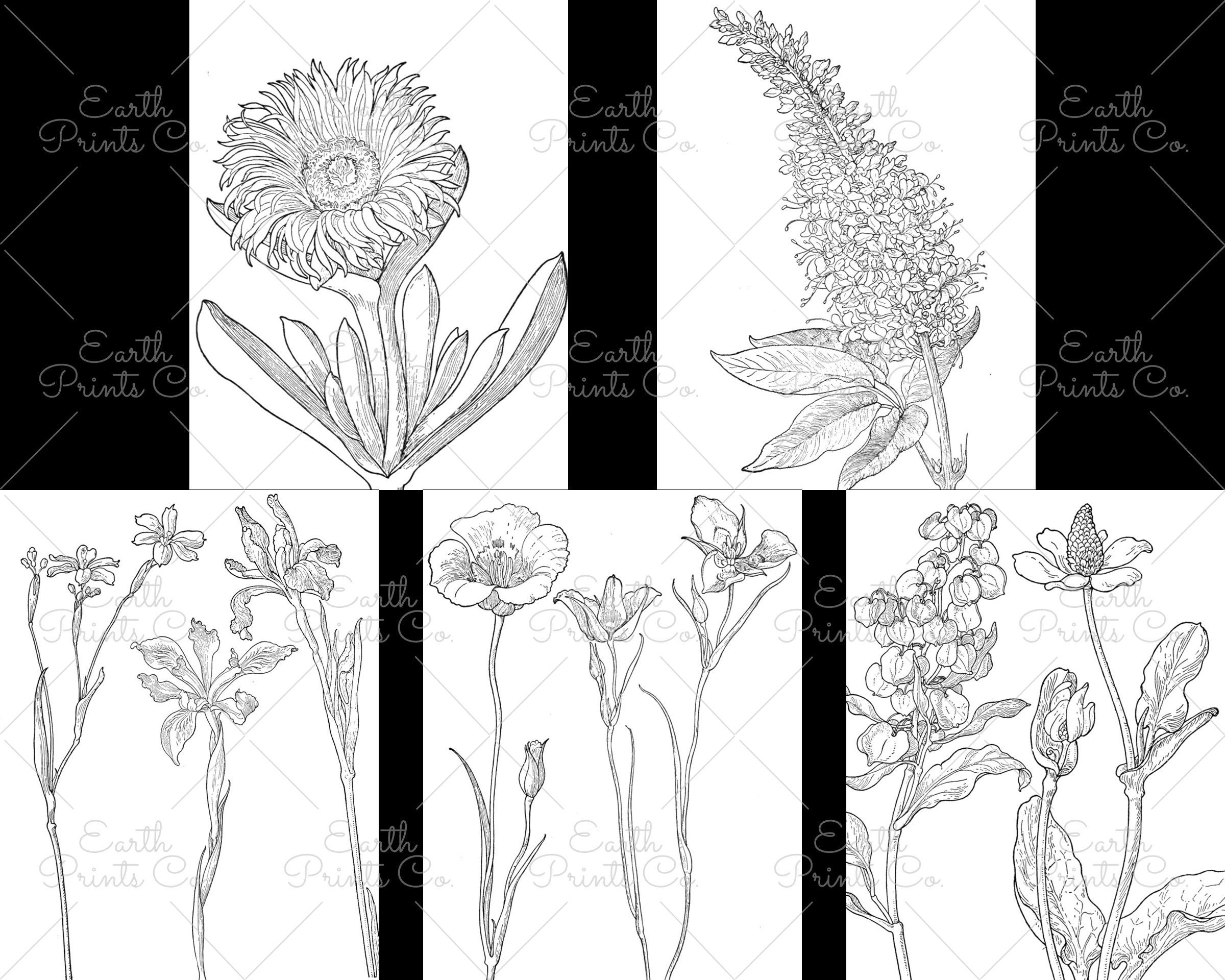 Flower Coloring Pages 25 floral sketches to color PDF and | Etsy