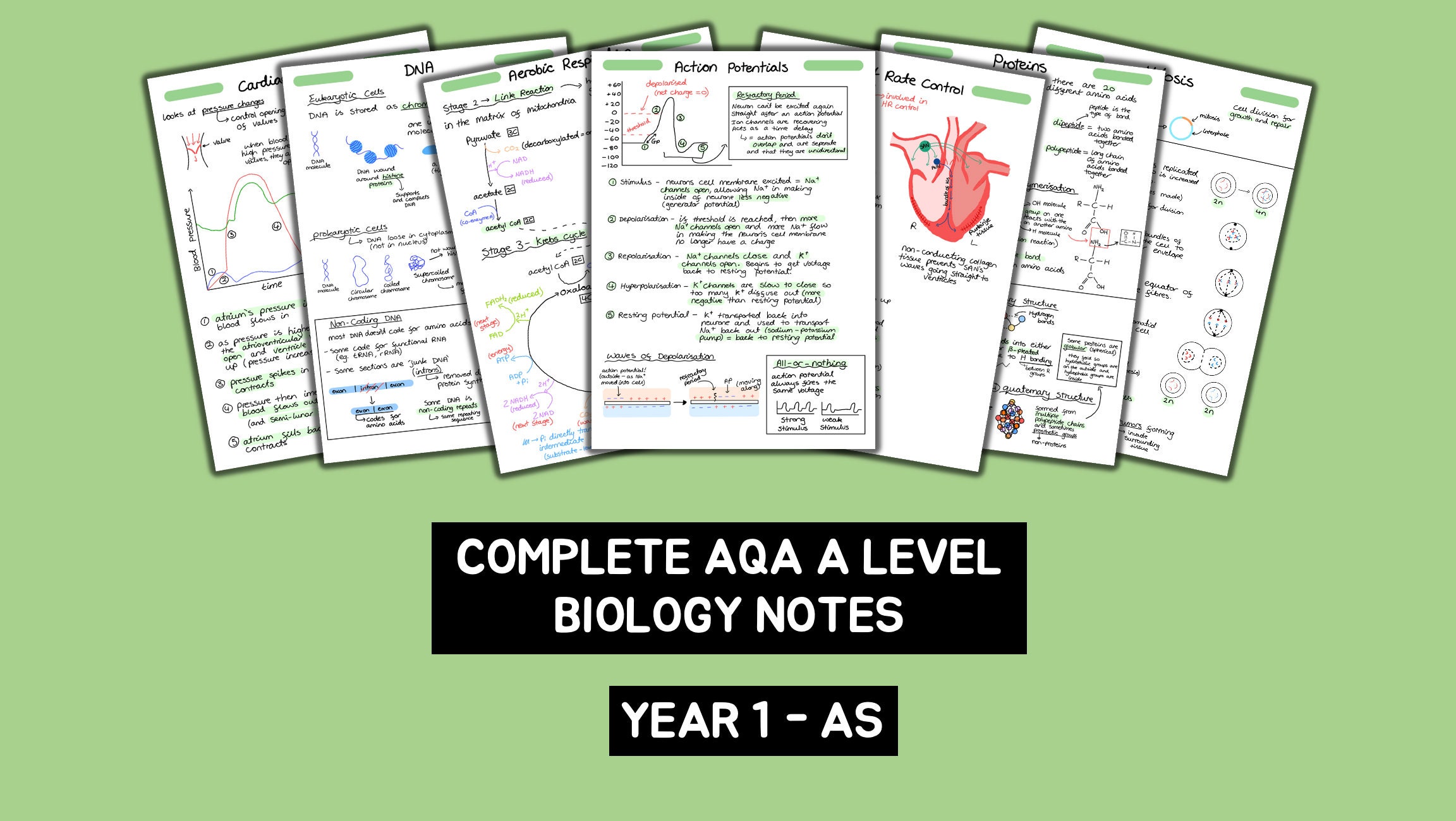 AQA A Level Biology Complete Notes - Year 1 (AS)
