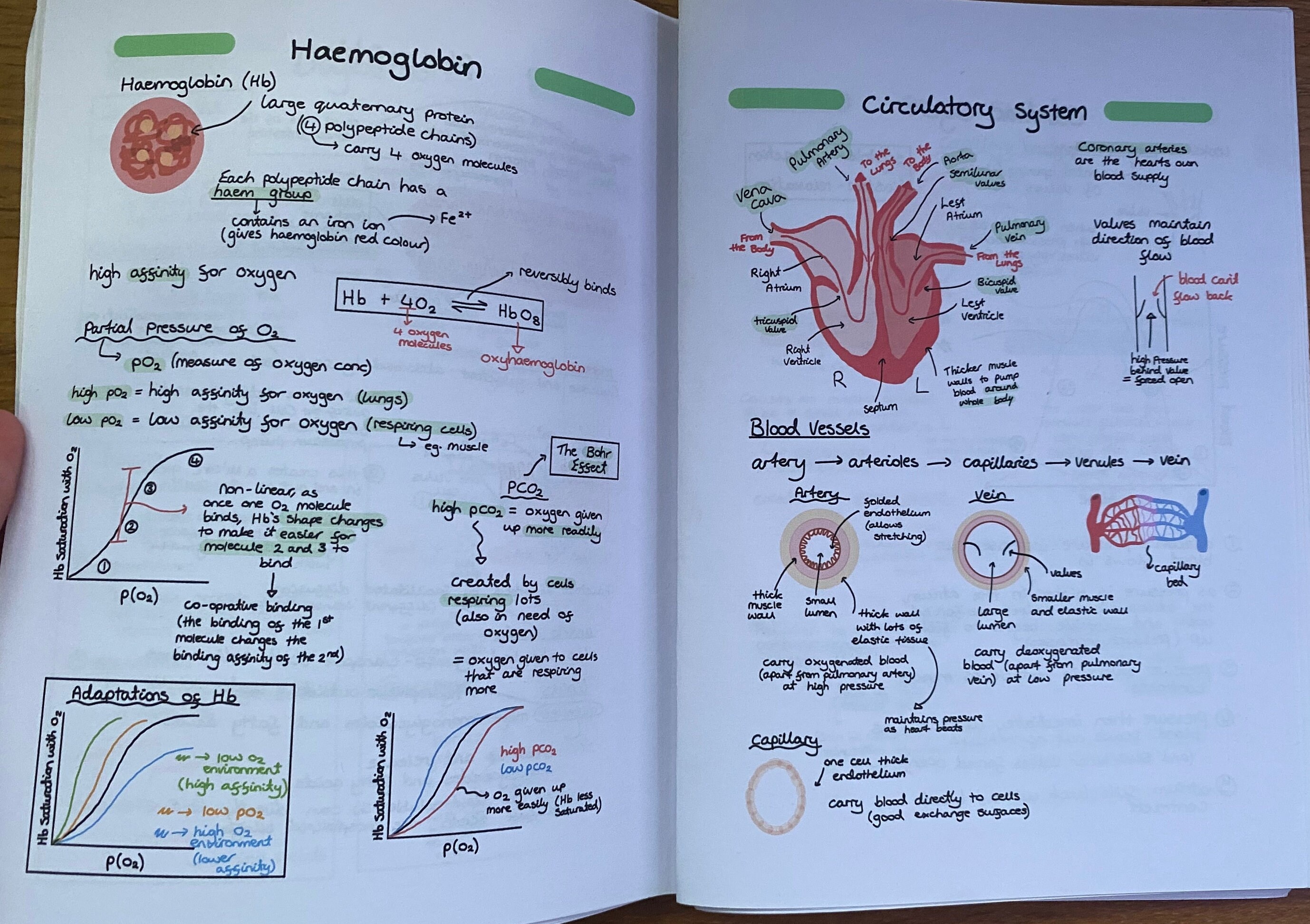 AQA A Level Biology Complete Notes - Year 1 (AS) - Etsy UK