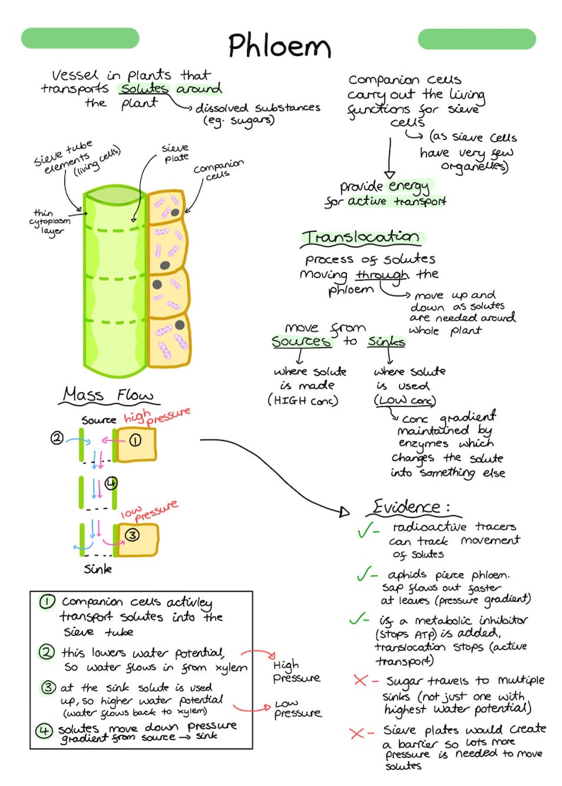 AQA A Level Biology Complete Notes - Year 1 (AS) - Etsy UK