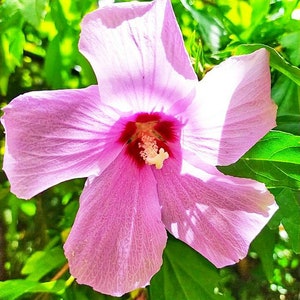 HIBISCUS SEEDS, Hibiscus Syriacus, seeds x 20 Blue, Violet, Pink - Hibiscus Syriacus seeds x 20