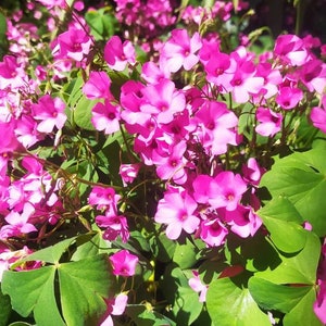 Op de afbeelding: Een close-up van een patch met roze bloemen en groene bladeren. De bloemen bloeien en hebben een delicate, vrouwelijke uitstraling.