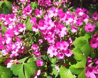 Racines d'OXALIS, oseille, trèfle d'oseille, pain des anges, COULEUR ROSE, rose x 6 racines