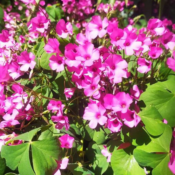 OXALIS roots, Acetosella, Trifoglio acetoso, pane degli angeli, COLORE ROSA, pink x 6 radici