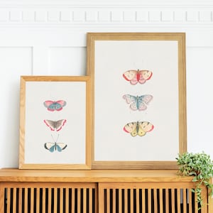 Vintage Butterfly Illustration Art Print Set of 2 | Monarch Butterfly ...