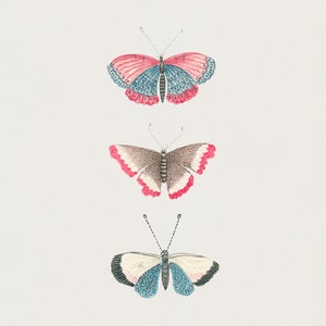 Vintage Butterfly Illustration Art Print Set of 2 | Monarch Butterfly ...