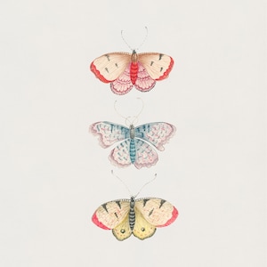 Vintage Butterfly Illustration Art Print Set of 2 | Monarch Butterfly ...