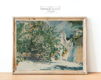 May include: A vintage watercolor painting of an orange grove with a white gate and a stone wall. The trees are laden with ripe oranges and the sky is a soft blue.